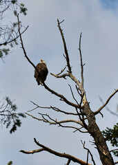 eagle on tree