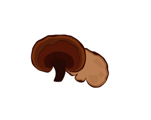 Lingzhi mushroom (Ganoderma Lucidum, Reishi mushroom)   isolated on white background. Icon vector illustration.