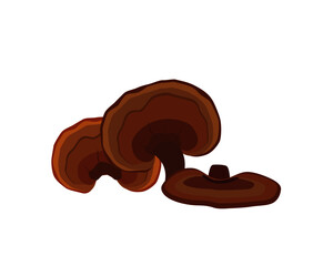 Lingzhi mushroom ( Ganoderma Lucidum, Reishi mushroom )  isolated on white background. Icon vector illustration.