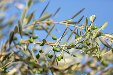 Obraz na płótnie Canvas Close up shot of an olive tree with fresh olives and green leafs.