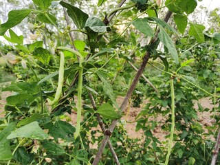 tomatoes in the garden