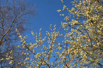 Goat willow, Salix caprea, catkins in flower