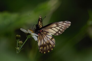maripossa