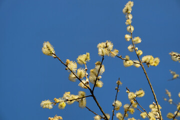 Goat willow, Salix caprea, catkins in flower
