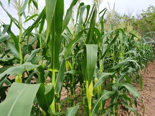 green field