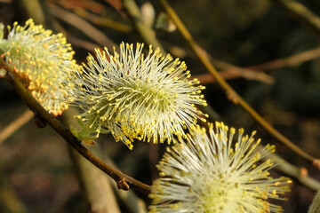 Goat willow, Salix caprea, catkins in flower