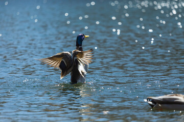 カモ，水鳥，池