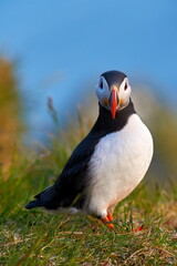 cute puffin standing on cliff in natural habitat (fratercula arctica)