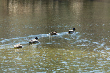 カモ，水鳥，池