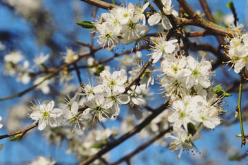 Clusters of tiny white flowers on a Blackthorn tree