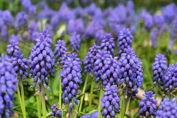 Clusters of tiny bell shaped blue flowers of the grape hyacinth.