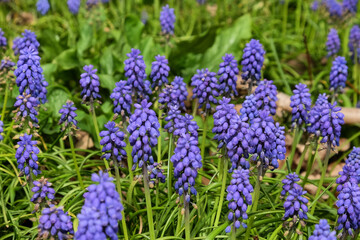 Clusters of tiny bell shaped blue flowers of the grape hyacinth.