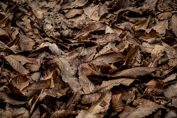 texture and wallpaper of dry yellow leaves in an Italian forest during autumn