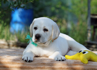 a yellow labrador puppy on the yellow