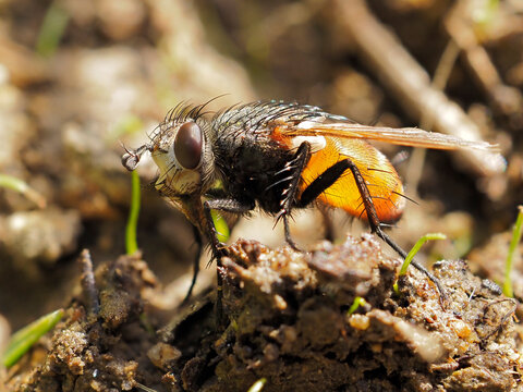 close-up of Hedgehog fly (Tachina fera) outdoor