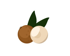 Longan fruit with green leaf isolated on white background. Icon vector illustration.