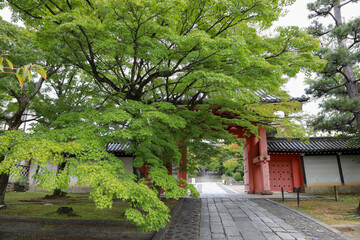 緑に覆われた京都の寺院の境内