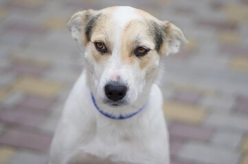 Street portrait of sad cross-breed white dog wearing blue collar