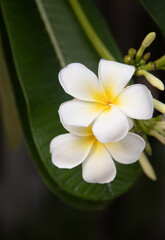 Flowers of Frangipani (Plumeria) from the Maldives
