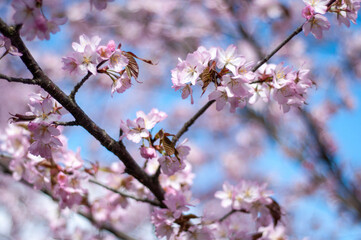 Sakura blossom