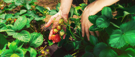 Farmer's hands picking organic strawberries from the bush close-up