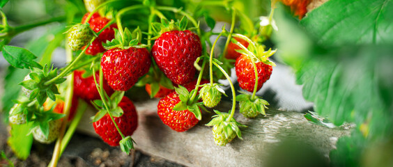 Ripe organic strawberry bush in the garden close up - Powered by Adobe