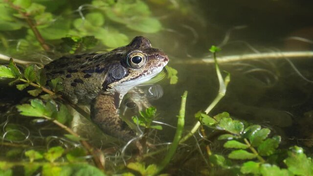 Nice view of a common frog sitting on some green plants looking to the right. Rana temporaria, the frogs are also known as the European common frog or European grass frog. Steady shot.