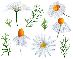 Chamomile officinalis watercolor set. Template for decorating designs and illustrations.