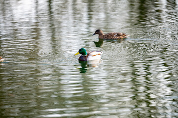 house with a gable roof window