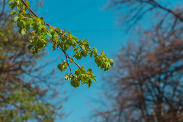 The first spring leaves on the trees. Walk in the park on warm days