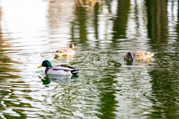 house with a gable roof window