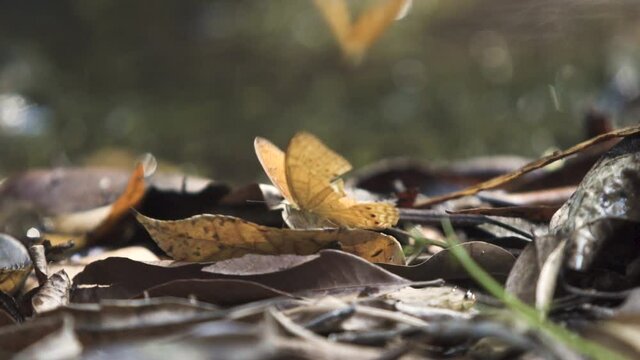Butterfly resting while a second flutters around. Cirrochroa tyche mithila (in Common Yeoman) Slow motion