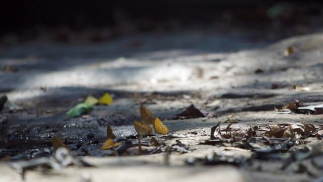 A kaleidoscope of orange butterflies take off.  Shallow DOF, slow motion. Cirrochroa tyche mithila (in Common Yeoman)