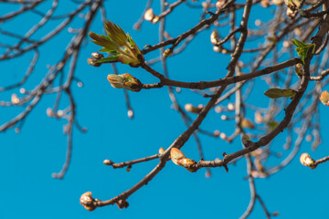 The first spring leaves on the trees. Walk in the park on warm days