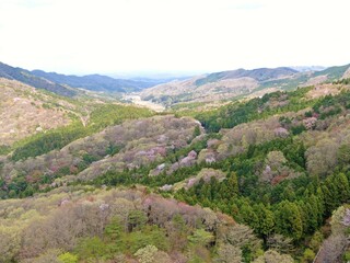 Fototapeta na wymiar 高峰山の山桜（茨城県桜川市）