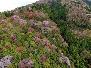 高峰山の山桜（茨城県桜川市）