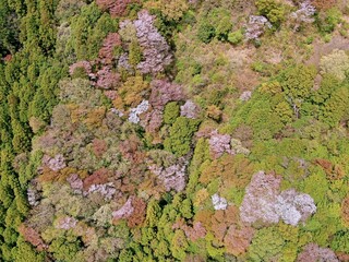 高峰山の山桜（茨城県桜川市）