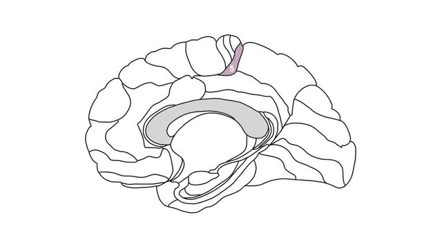 Sagittal Brain Brodmann area isolated region of the cerebral cortex with numbers on white background