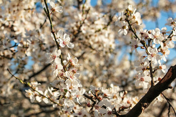 beautiful spring blooming cherry tree against blue sky