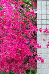 Pink flower on wall in garden