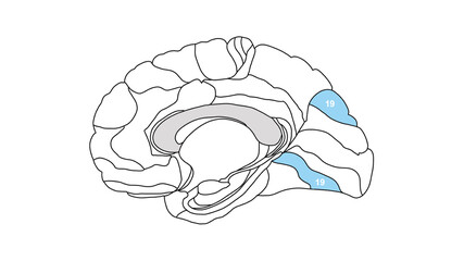 Sagittal isolated Brain Brodmann area region of the cerebral cortex with numbers on white background