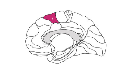 Sagittal isolated Brain Brodmann area region of the cerebral cortex with numbers on white background