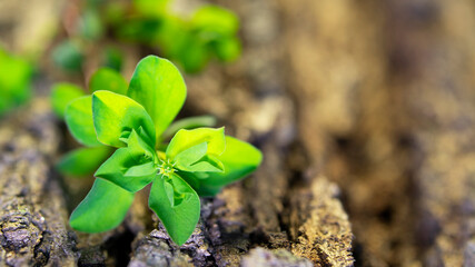Close-up view of the green plant on natural bark