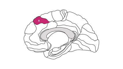 Sagittal isolated Brain Brodmann area region of the cerebral cortex with numbers on white background