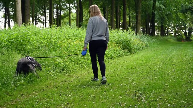 A blonde female walks a black shaggy labradoodle dog along a grassy country track as the dog momentarily stops to go to the toilet in the undergrowth at the side of the track
