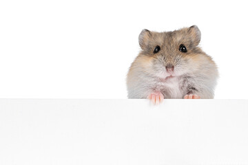 Brown baby hamster, standing behind white copy space board. Looking towards camera. Isolated on white background.