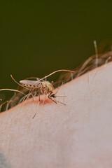 Human bite by molar mosquito on a green background. Leishmaniasis, encephalitis, yellow fever, dengue, Mayaro or Zika virus, infectious parasitic insects. High quality photo