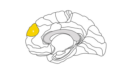 Sagittal isolated Brain Brodmann area region of the cerebral cortex with numbers on white background