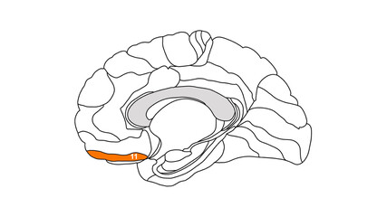 Brain Brodmann area map isolated region of the cerebral cortex with numbers white background