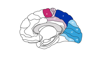 Brain Brodmann area region of the cerebral cortex with numbers on white background
